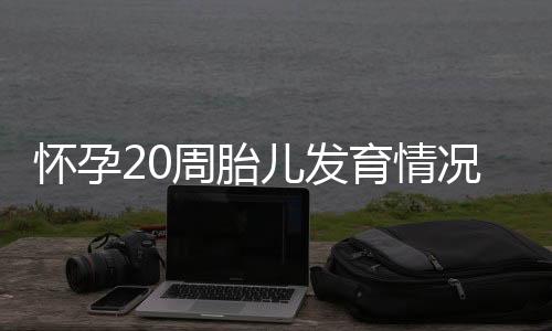 怀孕20周胎儿发育情况，怀孕20周的注意事项