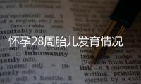 怀孕28周胎儿发育情况是怎样